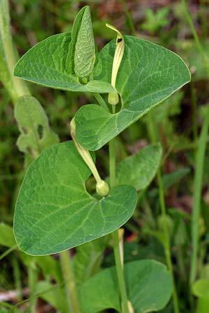 Aristolochia lutea \ Gelbe Osterluzei / Yellow Birthwort, I Cichero 11.5.2008 (Photo: Uwe & Katja Grabner)