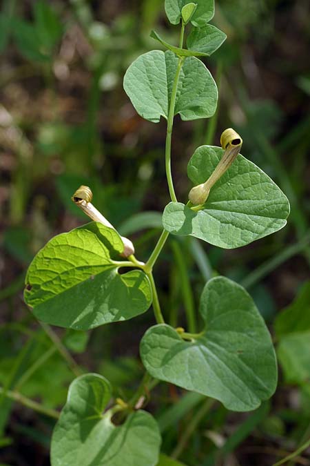 Aristolochia lutea \ Gelbe Osterluzei / Yellow Birthwort, I Cichero 11.5.2008 (Photo: Uwe & Katja Grabner)