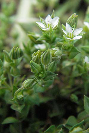 Arenaria serpyllifolia \ Quendelblttriges Sandkraut / Thyme-Leaved Sandwort, I Norcia 7.6.2007