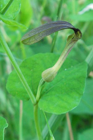Aristolochia rotunda \ Rundknollige Osterluzei / Round-Rooted Birthwort, Smearwort, I Albisola 22.5.2010
