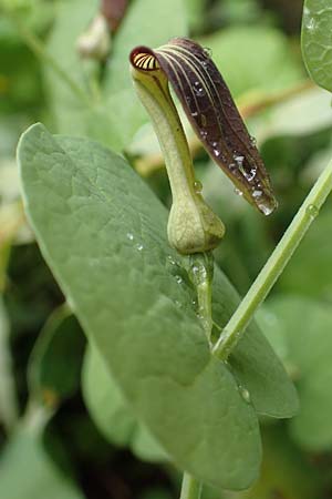 Aristolochia rotunda \ Rundknollige Osterluzei / Round-Rooted Birthwort, Smearwort, I Botan. Gar.  Bergamo 6.6.2017