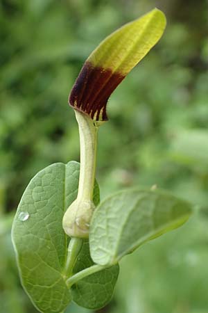 Aristolochia rotunda \ Rundknollige Osterluzei / Round-Rooted Birthwort, Smearwort, I Botan. Gar.  Bergamo 6.6.2017