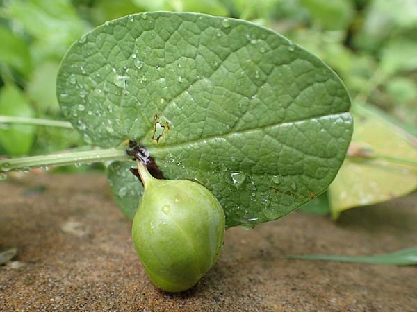 Aristolochia rotunda / Round-Rooted Birthwort, Smearwort, I Botan. Gar.  Bergamo 6.6.2017