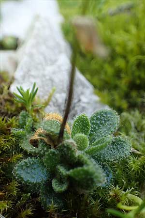 Arabis bellidifolia subsp. bellidifolia \ Gabelhaar-Gnsekresse, Zwerg-Gnsekresse / Daisyleaf Rock-Cress, I Prags,  Weißlahnsattel 6.7.2022