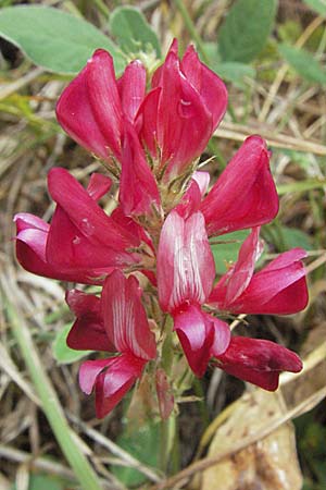 Hedysarum coronarium / Sweetvetch, French Honeysuckle, I Ancona 29.5.2007