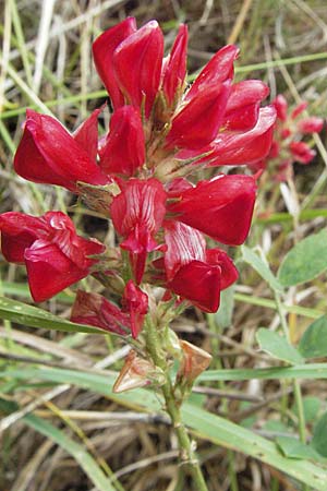 Hedysarum coronarium / Sweetvetch, French Honeysuckle, I Ancona 29.5.2007