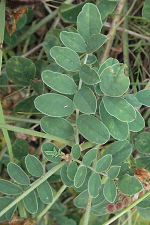 Hedysarum coronarium / Sweetvetch, French Honeysuckle, I Ancona 29.5.2007