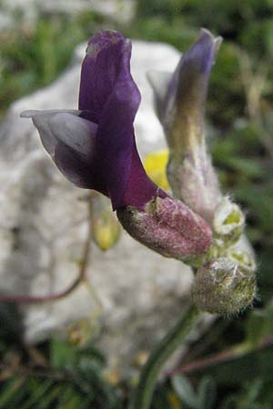 Astragalus vesicarius subsp. vesicarius \ Blasen-Tragant, Aufgeblasener Tragant, I Campo Imperatore 5.6.2007