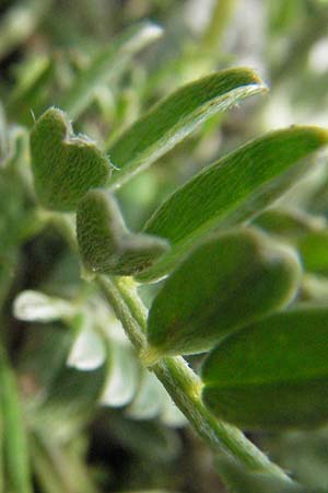 Astragalus vesicarius subsp. vesicarius \ Blasen-Tragant, Aufgeblasener Tragant, I Campo Imperatore 5.6.2007