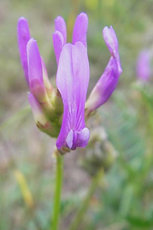 Astragalus onobrychis \ Esparsetten-Tragant, Langfahnen-Tragant / Sainfoin Milk-Vetch, I Isola dei Morti 26.6.2010