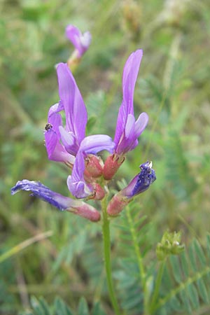 Astragalus onobrychis \ Esparsetten-Tragant, Langfahnen-Tragant, I Isola dei Morti 26.6.2010