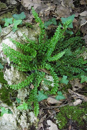 Asplenium trichomanes s.l. \ Braunstieliger Streifenfarn / Spleenwort, I Finale Ligure 22.5.2013