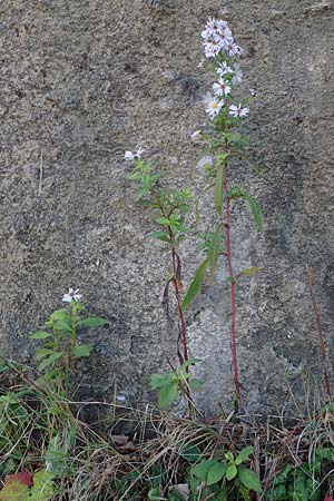 Symphyotrichum laeve \ Kahle Herbst-Aster, Glatte Aster, I Liguria, Piana Crixia 7.10.2021