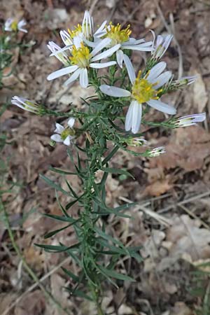 Galatella sedifolia \ Raue Aster, Steppen-Aster, I Liguria, Moneglia 30.9.2023