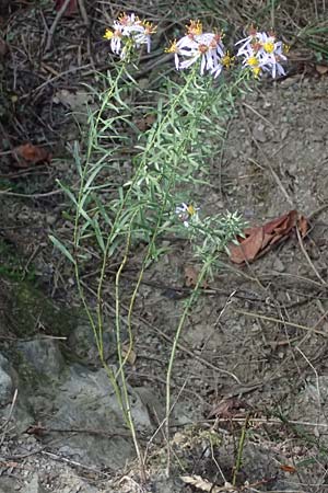 Galatella sedifolia \ Raue Aster, Steppen-Aster, I Liguria, Moneglia 30.9.2023