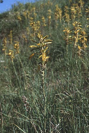 Asphodeline lutea \ Junkerlilie, Gelber Affodill, I Promontorio del Gargano, Monte S.  Angelo 1.5.1985