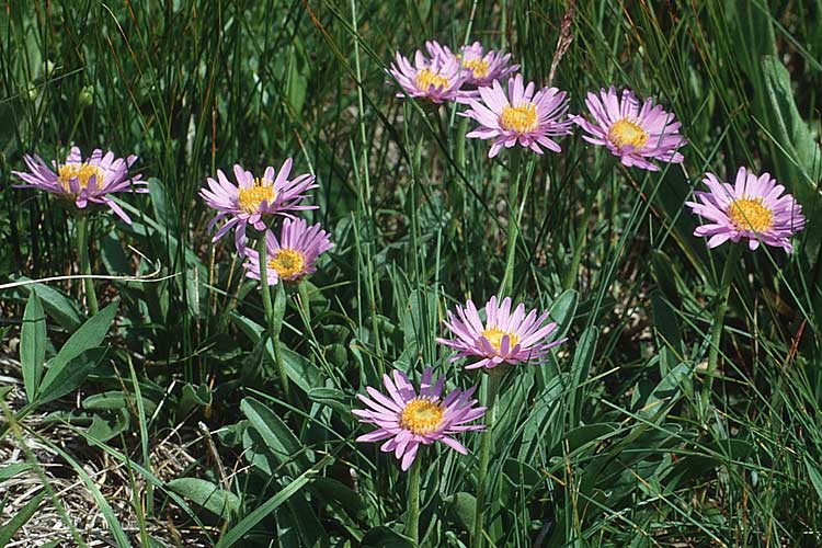 Aster alpinus \ Alpen-Aster / Alpine Aster, I Schnalstal / Val Senales 1.7.1993