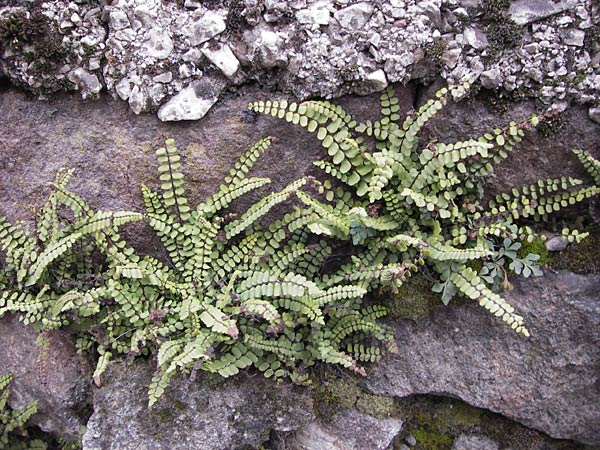 Asplenium trichomanes subsp. pachyrachis \ Dickstieliger Brauner Streifenfarn, I Eppan 24.3.2013