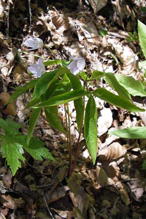 Anemone trifolia \ Dreiblatt-Anemone / Threefoil Anemone, I Liguria, Molini di Triora 26.5.2013