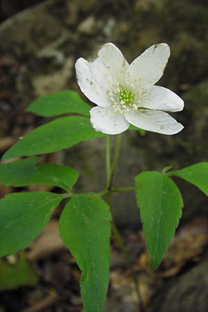 Anemone trifolia \ Dreiblatt-Anemone / Threefoil Anemone, I Liguria, Molini di Triora 26.5.2013