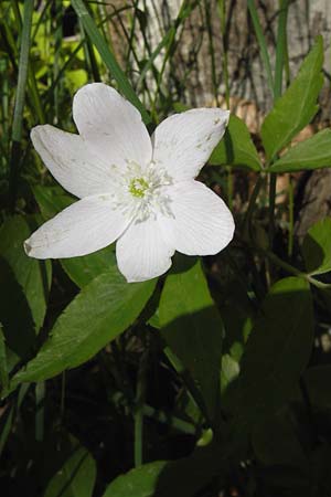 Anemone trifolia \ Dreiblatt-Anemone / Threefoil Anemone, I Liguria, Molini di Triora 26.5.2013