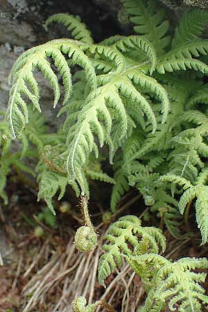 Athyrium distentifolium / Alpine Lady Fern, I Passo San Marco 10.6.2017