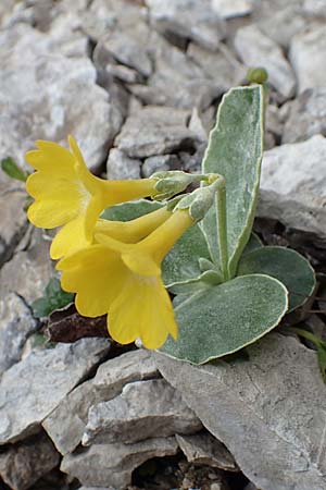 Primula auricula / Auricula, I Alpi Bergamasche, Pizzo Arera 9.6.2017