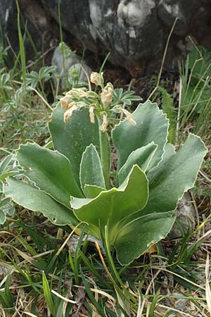 Primula auricula \ Fels-Aurikel / Auricula, I Alpi Bergamasche, Monte Alben 11.6.2017