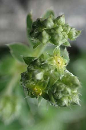 Alchemilla alpigena \ Gefalteter Alpen-Frauenmantel, I Alpi Bergamasche, Monte Alben 11.6.2017