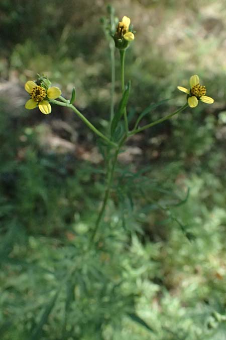 Bidens subalternans \ Rio-Grande-Zweizahn, I Liguria, Cinque Terre 28.9.2023