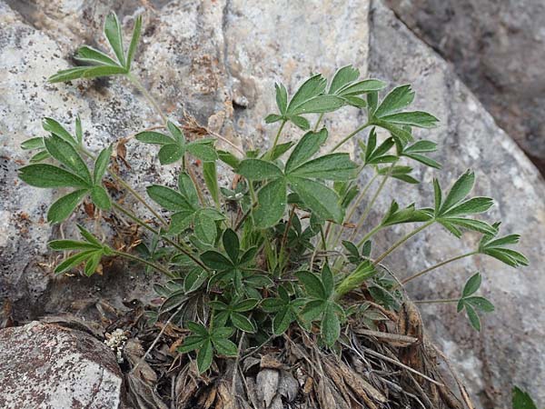 Potentilla caulescens \ Kalkfelsen-Fingerkraut, Vielstngeliges Fingerkraut /  Cinquefoil, I Alpi Bergamasche, Monte Alben 11.6.2017