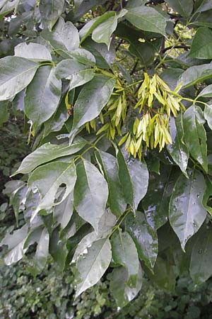 Fraxinus excelsior \ Gewhnliche Esche / Ash, I Trieste 27.6.2010