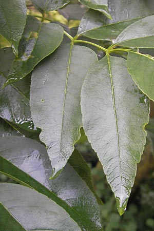 Fraxinus excelsior \ Gewhnliche Esche / Ash, I Trieste 27.6.2010