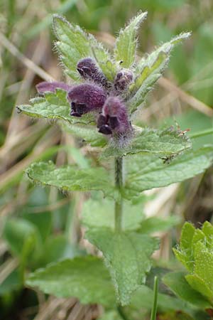 Bartsia alpina \ Alpenhelm, I Alpi Bergamasche, Monte Alben 11.6.2017