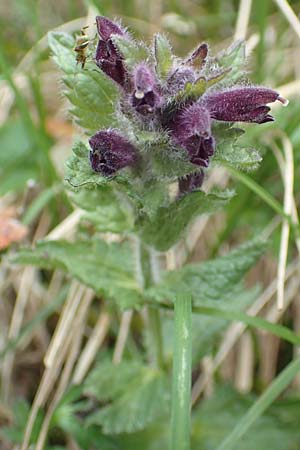 Bartsia alpina \ Alpenhelm / Velvetbells, I Alpi Bergamasche, Monte Alben 11.6.2017