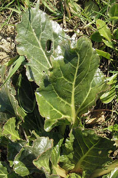 Beta vulgaris subsp. maritima \ Wilde Rbe, Meer-Mangold / Sea Beet, I Venedig/Venice Torcello 18.2.2007