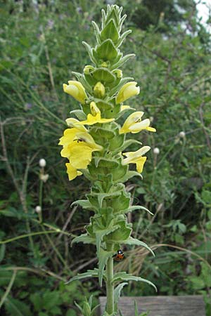 Bellardia viscosa / Yellow Balm, Yellow Bartsia, I Ancona 29.5.2007