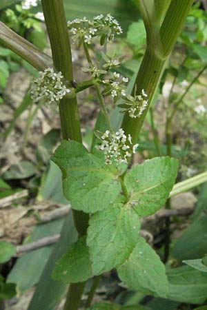 Berula erecta \ Aufrechte Bach-Berle, Aufrechter Merk / Lesser Water Parsnip, I Tolentino 31.5.2007