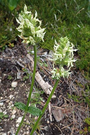 Betonica alopecuros \ Gelbe Betonie, Fuchsschwanz-Ziest, I Südtirol,  Plätzwiese 5.7.2022