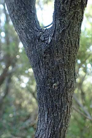 Erica arborea \ Baum-Heide / Tree Heather, I Liguria, Moneglia 30.9.2023