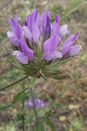 Bituminaria bituminosa \ Asphalt-Klee / Pitch Trefoil, I Ancona 29.5.2007