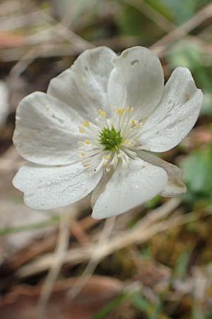 Ranunculus bilobus \ Zweilappiger Hahnenfu / Twolobed Buttercup, I Alpi Bergamasche, Monte Alben 11.6.2017