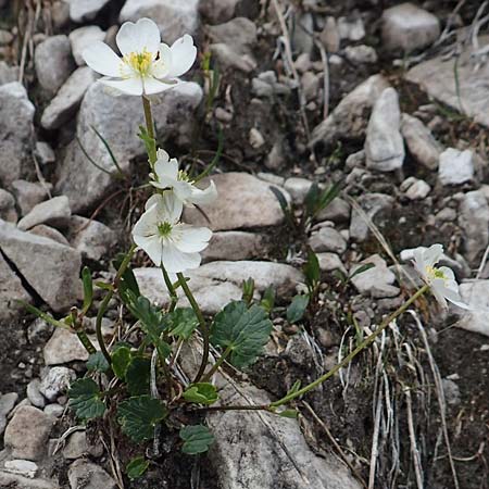 Ranunculus bilobus \ Zweilappiger Hahnenfu / Twolobed Buttercup, I Alpi Bergamasche, Monte Alben 11.6.2017