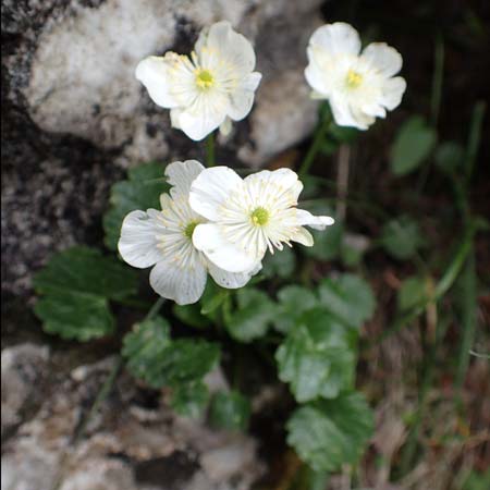 Ranunculus bilobus \ Zweilappiger Hahnenfu / Twolobed Buttercup, I Alpi Bergamasche, Monte Alben 11.6.2017