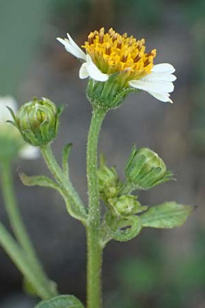 Bidens pilosa \ Behaarter Zweizahn / Cobbler's Pegs, Spanish Needle, I Liguria, Moneglia 30.9.2023