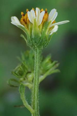 Bidens pilosa \ Behaarter Zweizahn / Cobbler's Pegs, Spanish Needle, I Liguria, Moneglia 30.9.2023