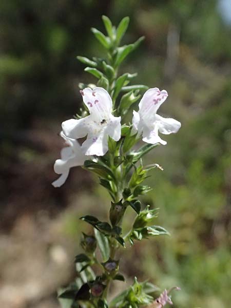 Satureja montana \ Winter-Bohnenkraut, Karst-Bergminze / Winter Savory, I Liguria, Moneglia 26.9.2023