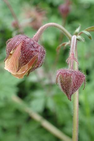 Geum rivale \ Bach-Nelkenwurz / Water Avens, I Alpi Bergamasche, Pizzo Arera 5.6.2017