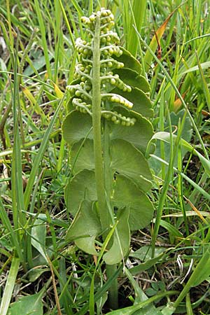 Botrychium lunaria \ Mondraute, I Monti Sibillini 8.6.2007