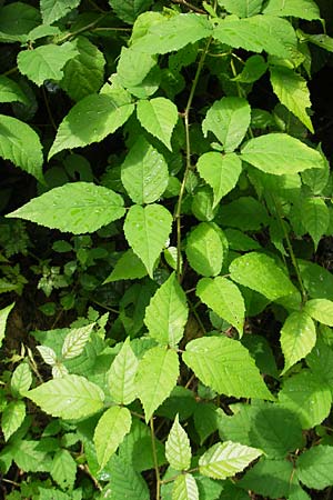 Rubus fruticosus agg. \ Brombeere, I Vicenza 31.7.2011